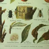 Antique engraving 1921 - Peach by Dessertenne - Vintage orchard fruit