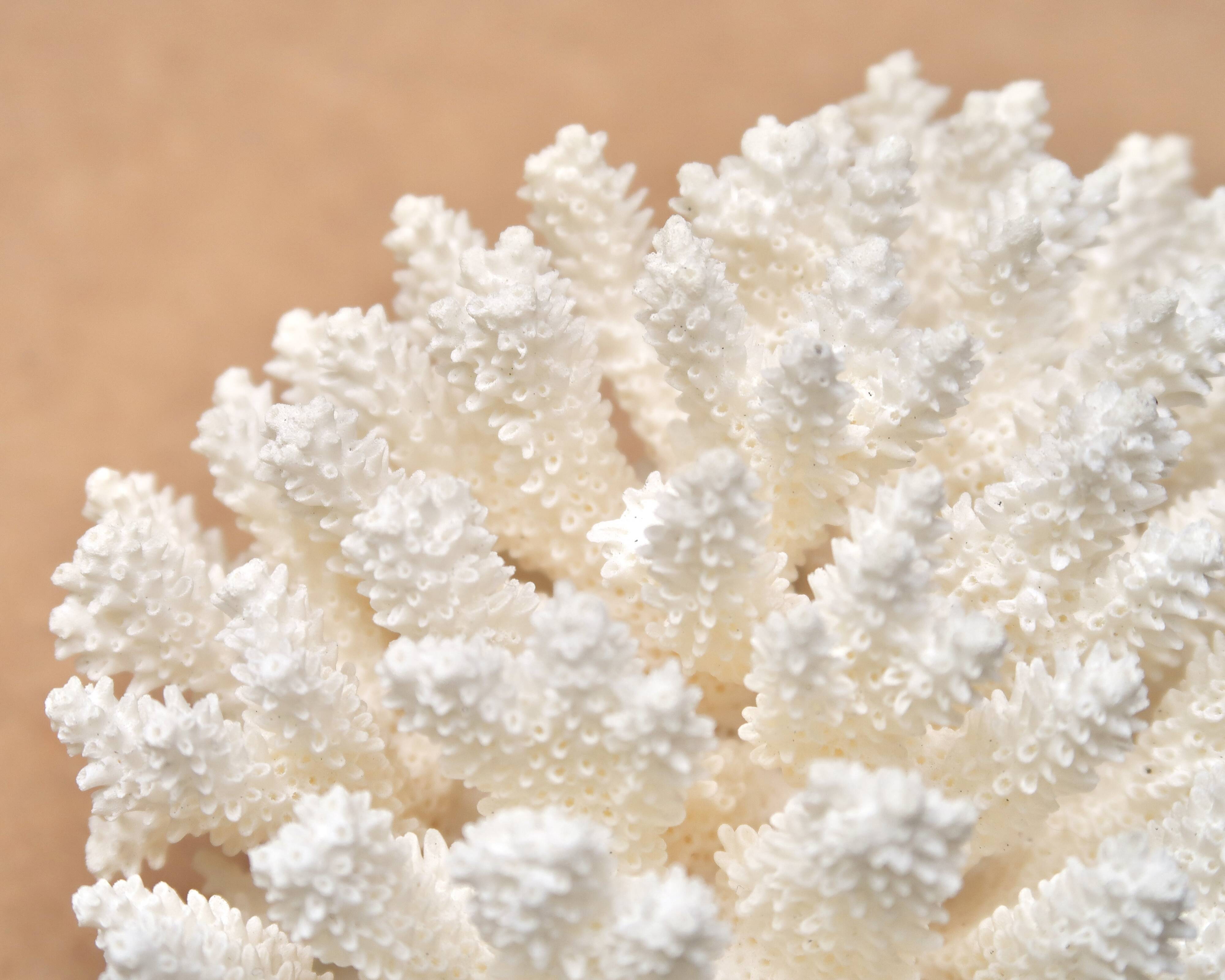 Natural white coral, 70s