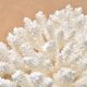 Natural white coral, 70s