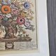 Lot of 19th century Floral Engravings - Vintage Art Print Flowers - 12 months - Robert Furber