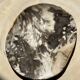 Very large pocket or dish in petrified wood