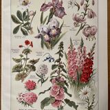 Lithograph on perennial flowers from 1921