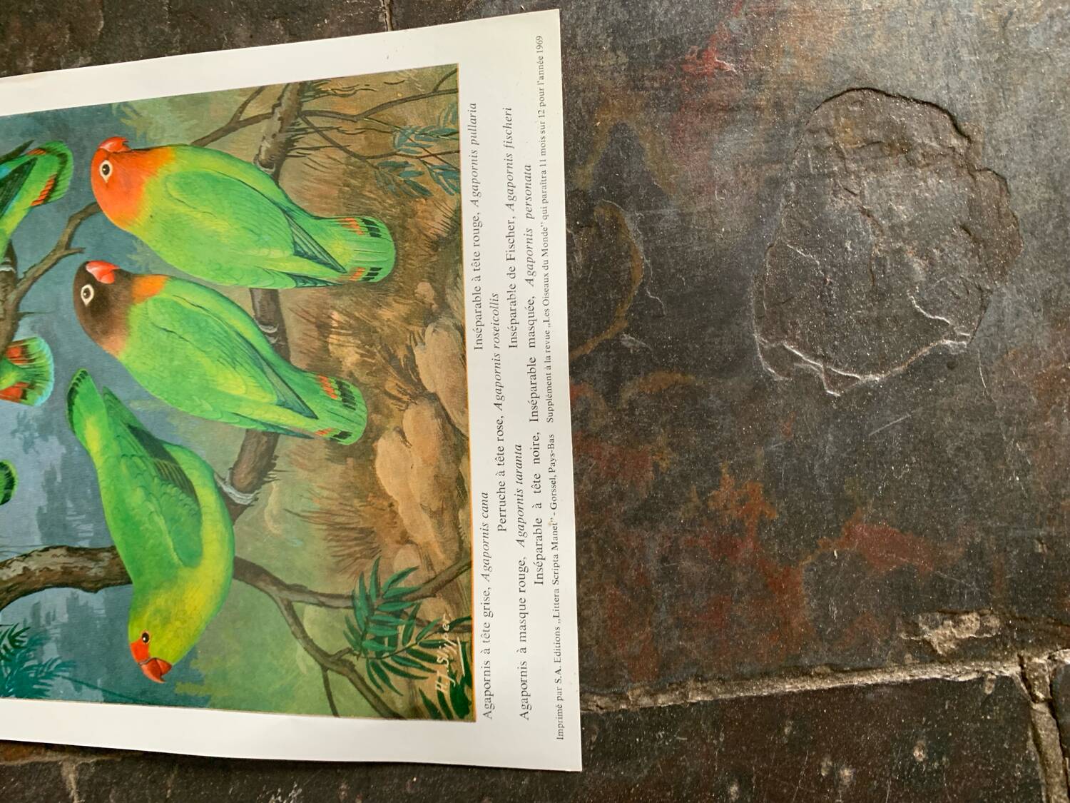 Poster "The Birds of the World" - 1969