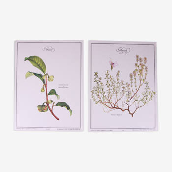 Set of 2 botanical planks