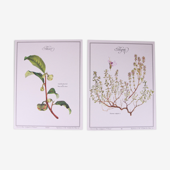 Lot de deux affiches botaniques