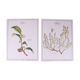 Set of 2 botanical planks