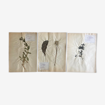 Lot de 3 planches d’herbier