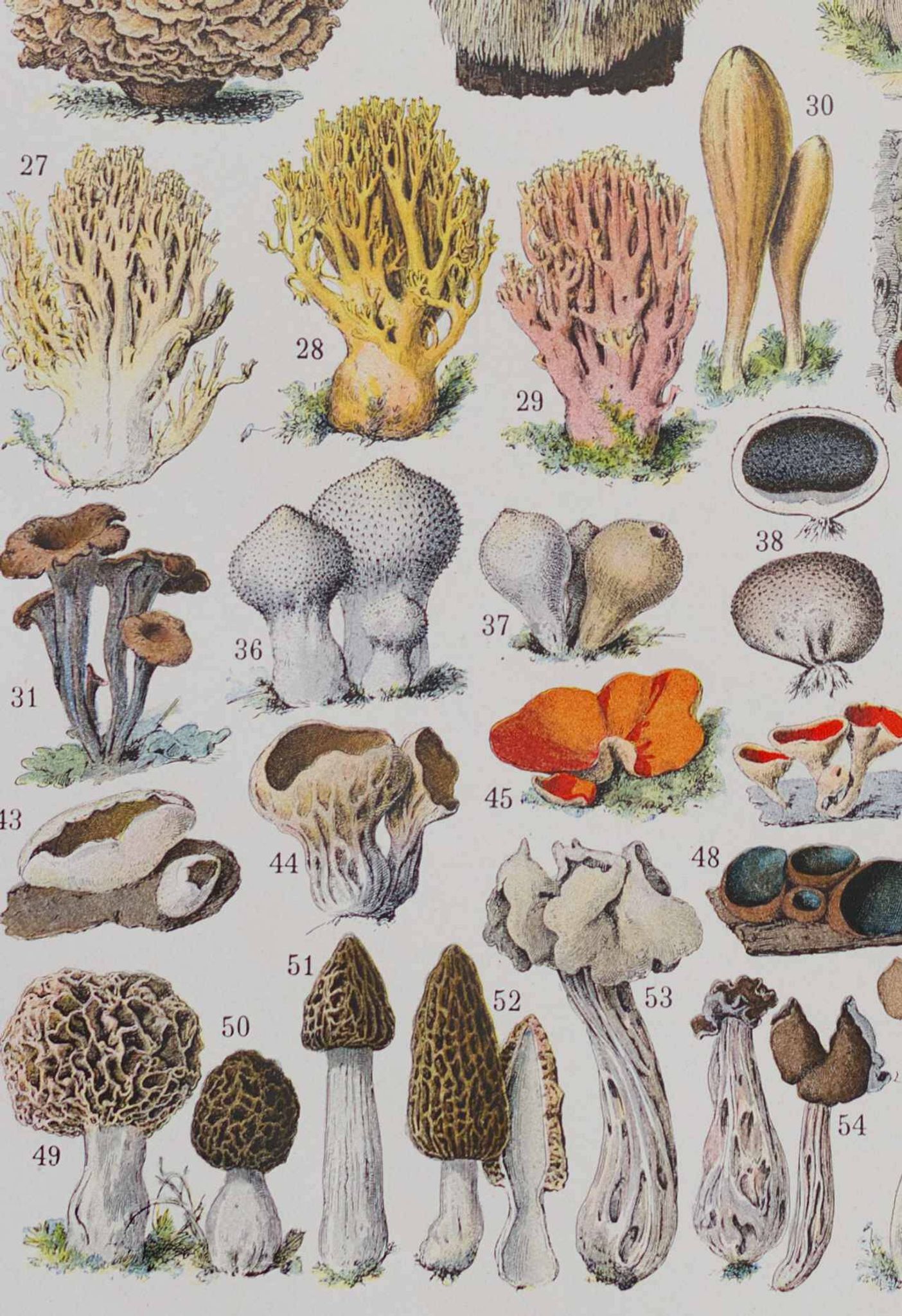 Planche botanique originale "Champignons II" de 1929