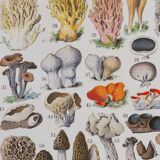 Original botanical plate "Mushrooms II" from 1929