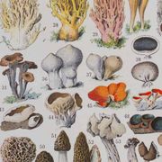 Planche botanique originale "Champignons II" de 1929