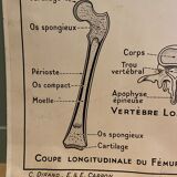 Pedagogical poster C. Dirand E.- E Carron - the skeleton of man