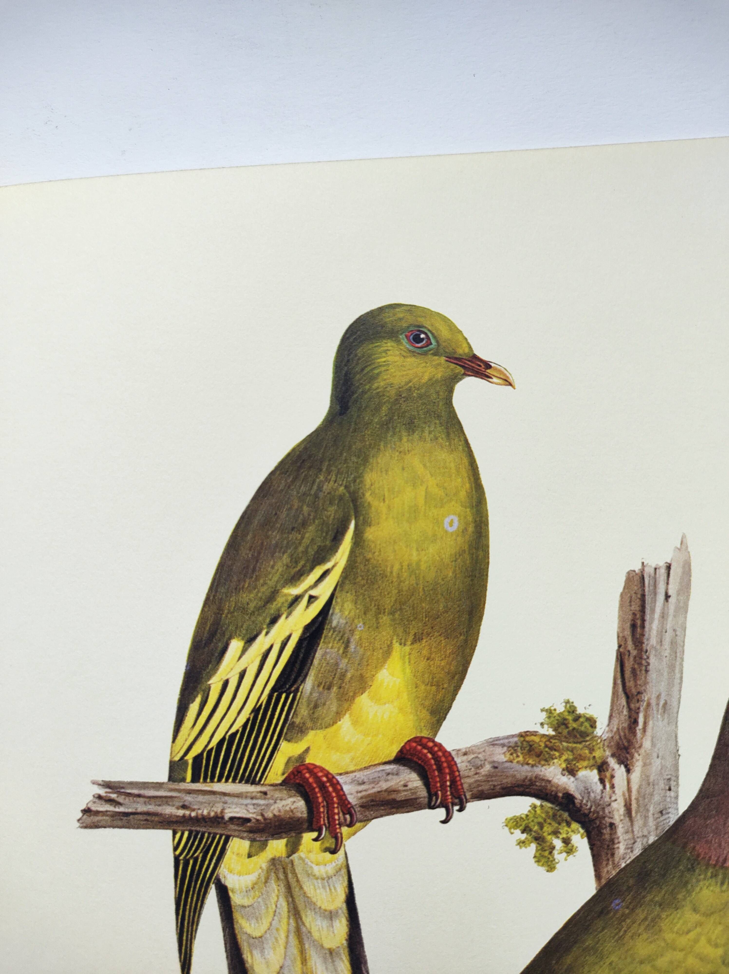 Old plate - Colombar girouanne - Vintage zoological and ornithological illustration from 1970
