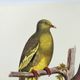 Old plate - Colombar girouanne - Vintage zoological and ornithological illustration from 1970