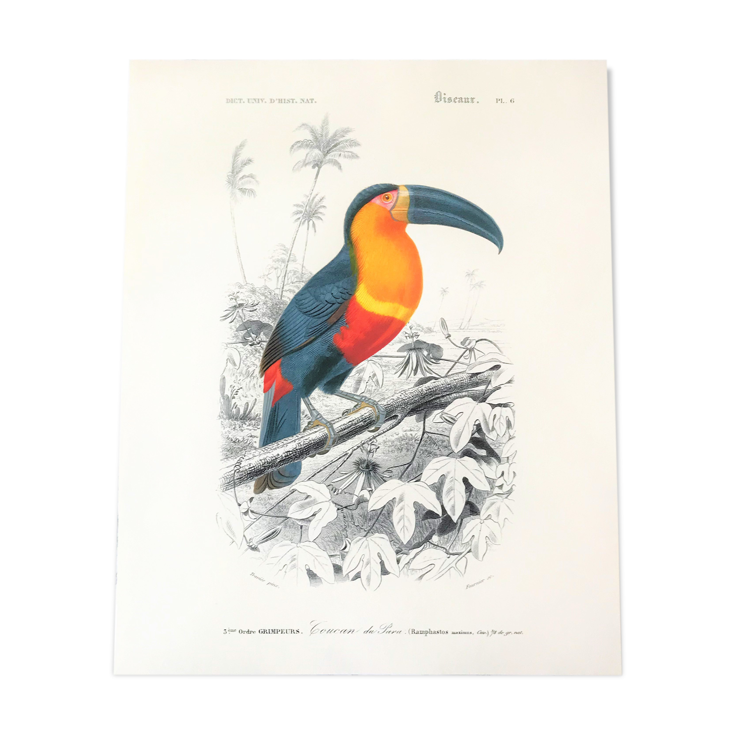 Board in colours representing a toucan