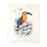 Board in colours representing a toucan