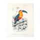 Board in colours representing a toucan