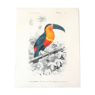 Affiche botanique toucan