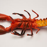 Plastic lobster, circa 1970