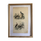 19th hand-coloured engraving