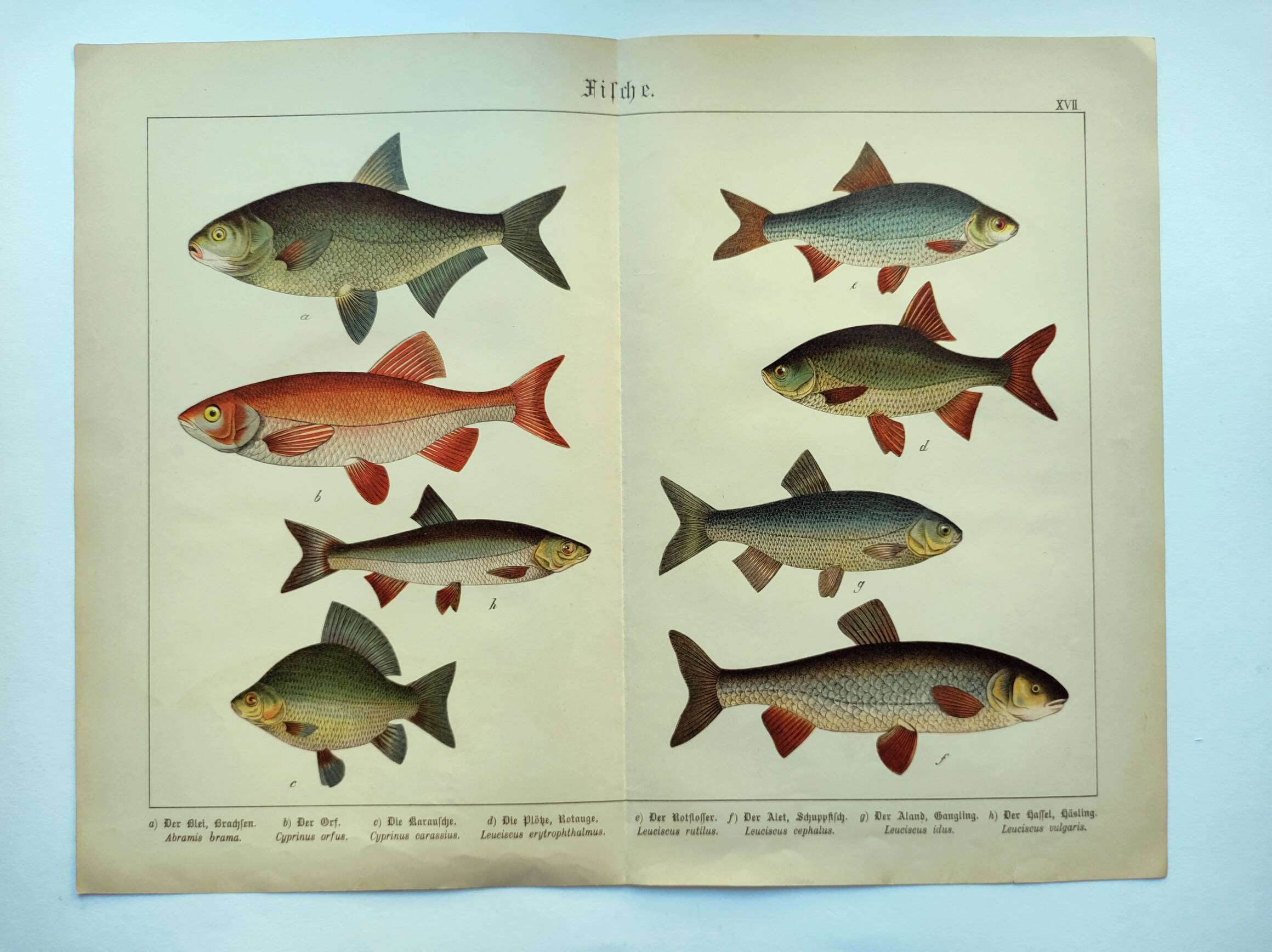1898 Engraving - Fish - Bream and Rudd. Vintage Lithograph