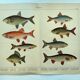 1898 Engraving - Fish - Bream and Rudd. Vintage Lithograph