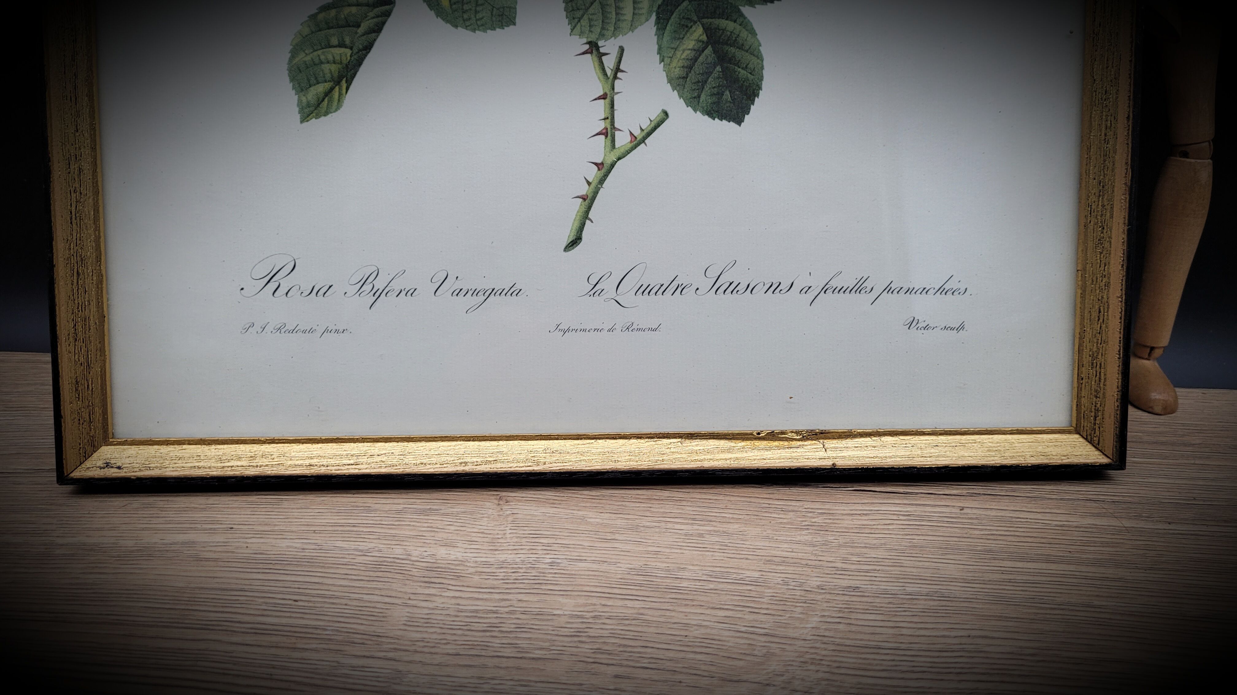 Frame lithograph rosier four seasons with variegated leaves