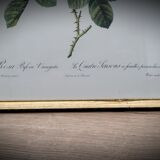 Frame lithograph rosier four seasons with variegated leaves