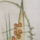 La Roche Laffitte (Born in 1943) - Watercolour drawing on silk - Palm tree
