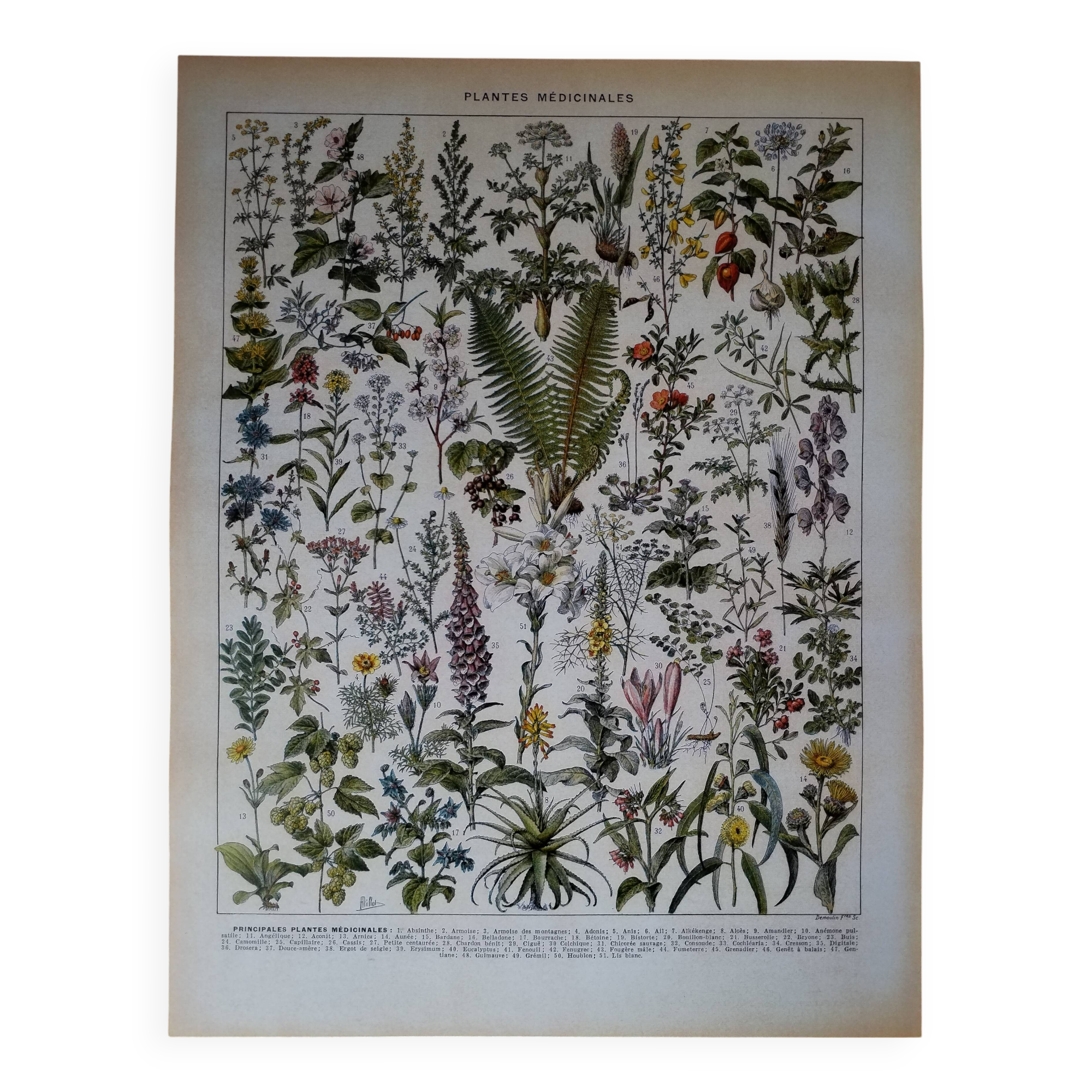 Original lithograph on medicinal plants (1)