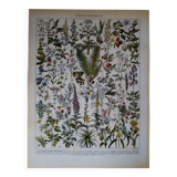 Original lithograph on medicinal plants (1)