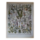 Original lithograph on medicinal plants (1)