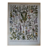 Original lithograph on medicinal plants (1)