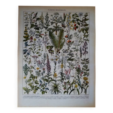 Lithographie originale sur les plantes médicinales