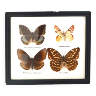 Butterfly frame