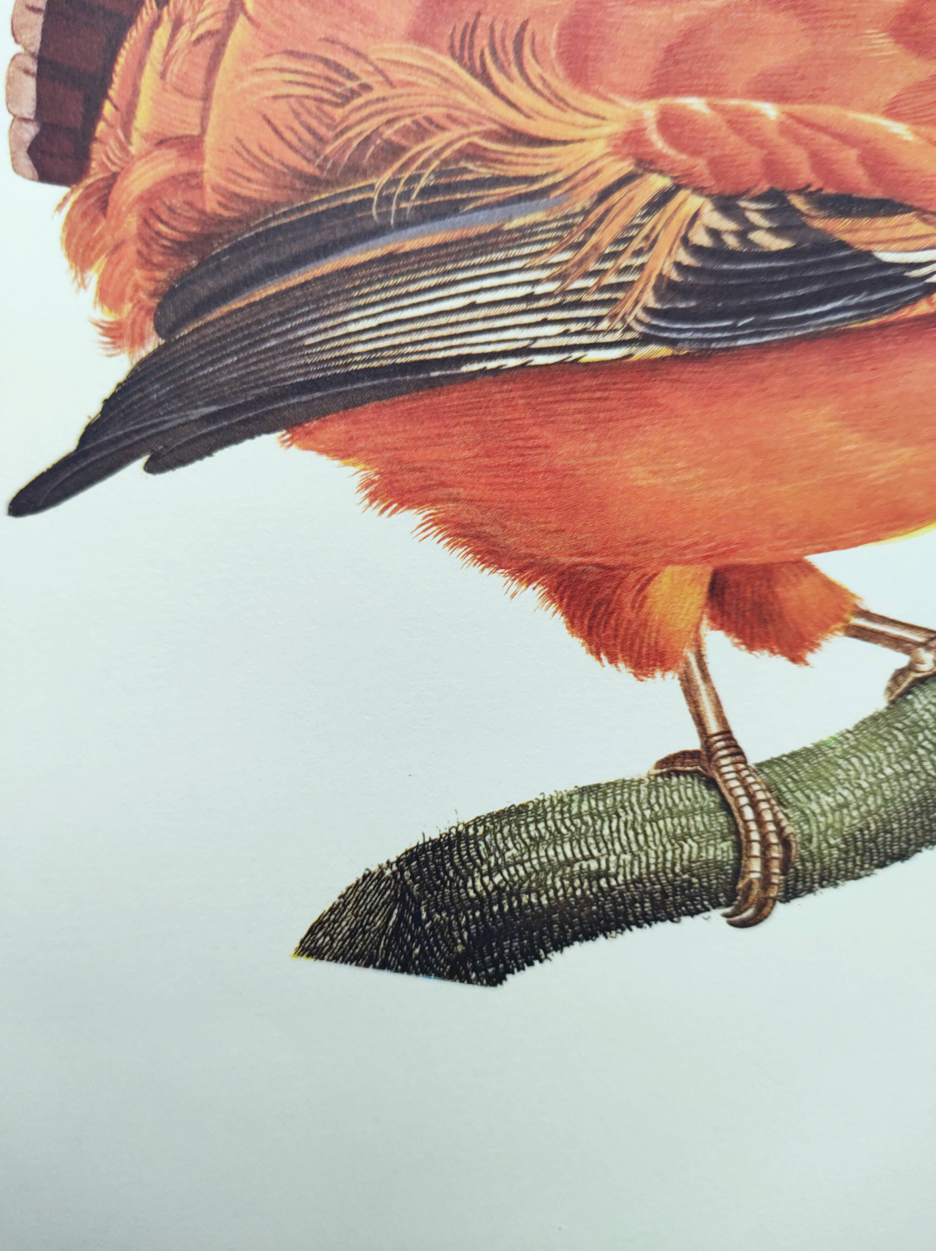 Old board - Rooster of Guyana - Vintage zoological and ornithological illustration - Bird