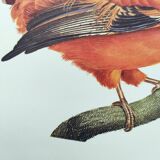Old board - Rooster of Guyana - Vintage zoological and ornithological illustration - Bird