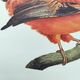 Old board - Rooster of Guyana - Vintage zoological and ornithological illustration - Bird