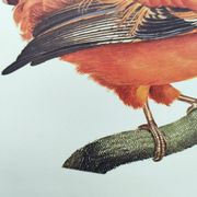Old board - Rooster of Guyana - Vintage zoological and ornithological illustration - Bird