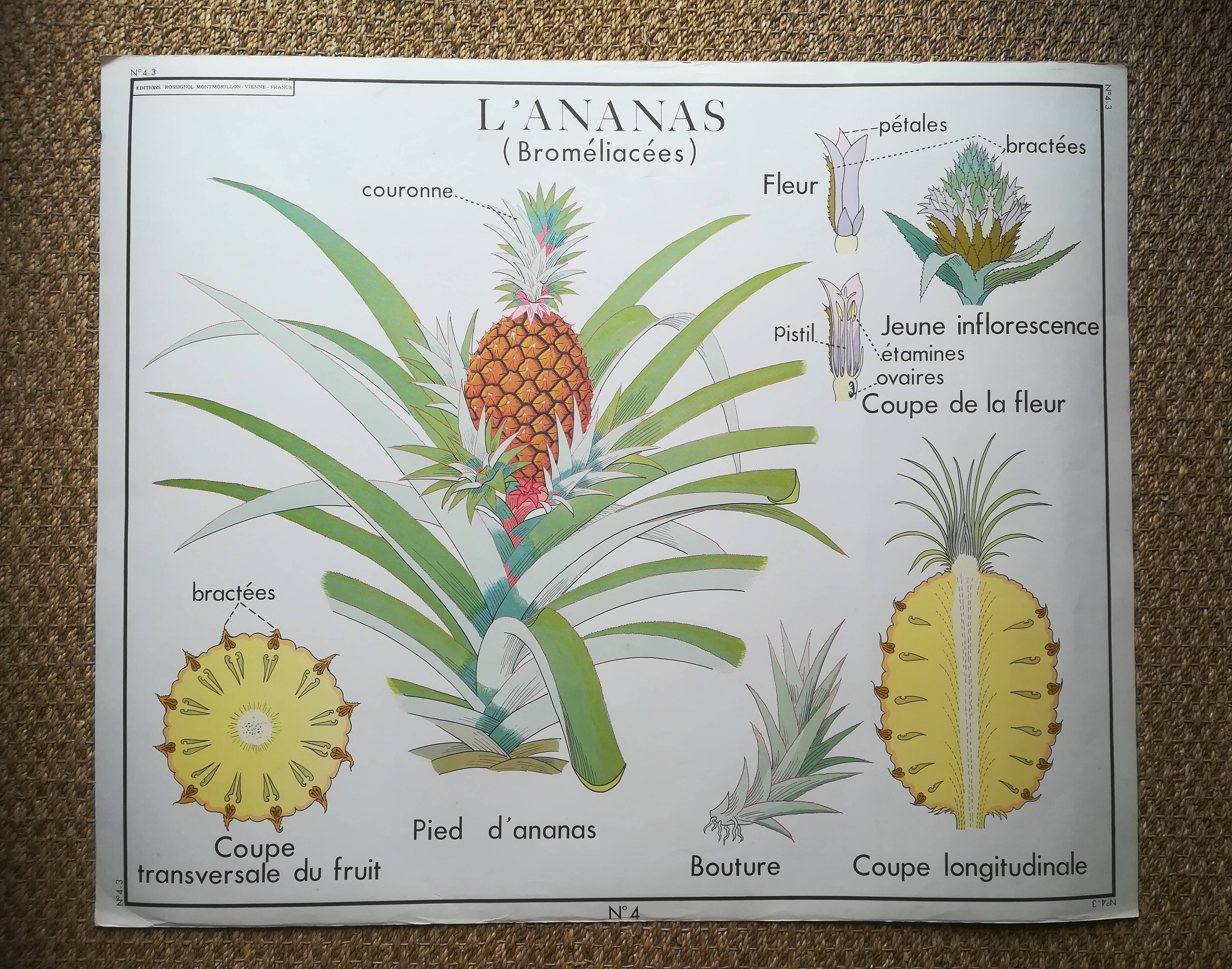 Rossignol pedagogical poster "The banana and pineapple" vintage.