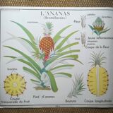 Rossignol pedagogical poster "The banana and pineapple" vintage.