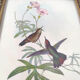 Lot 2 wooden frames botanical illustrations J. Gould and HC Richter