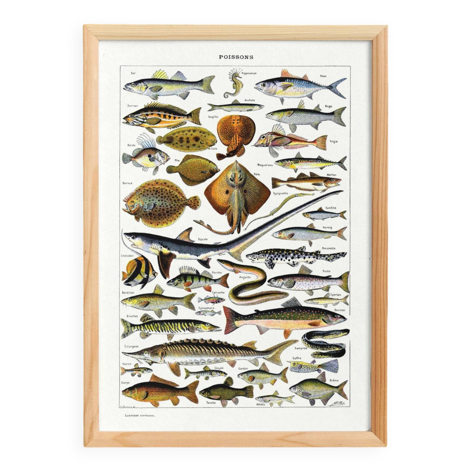 Affiche sur les poissons, d'après une lithographie de 1922