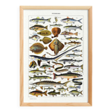 Fish poster, based on a 1922 lithograph