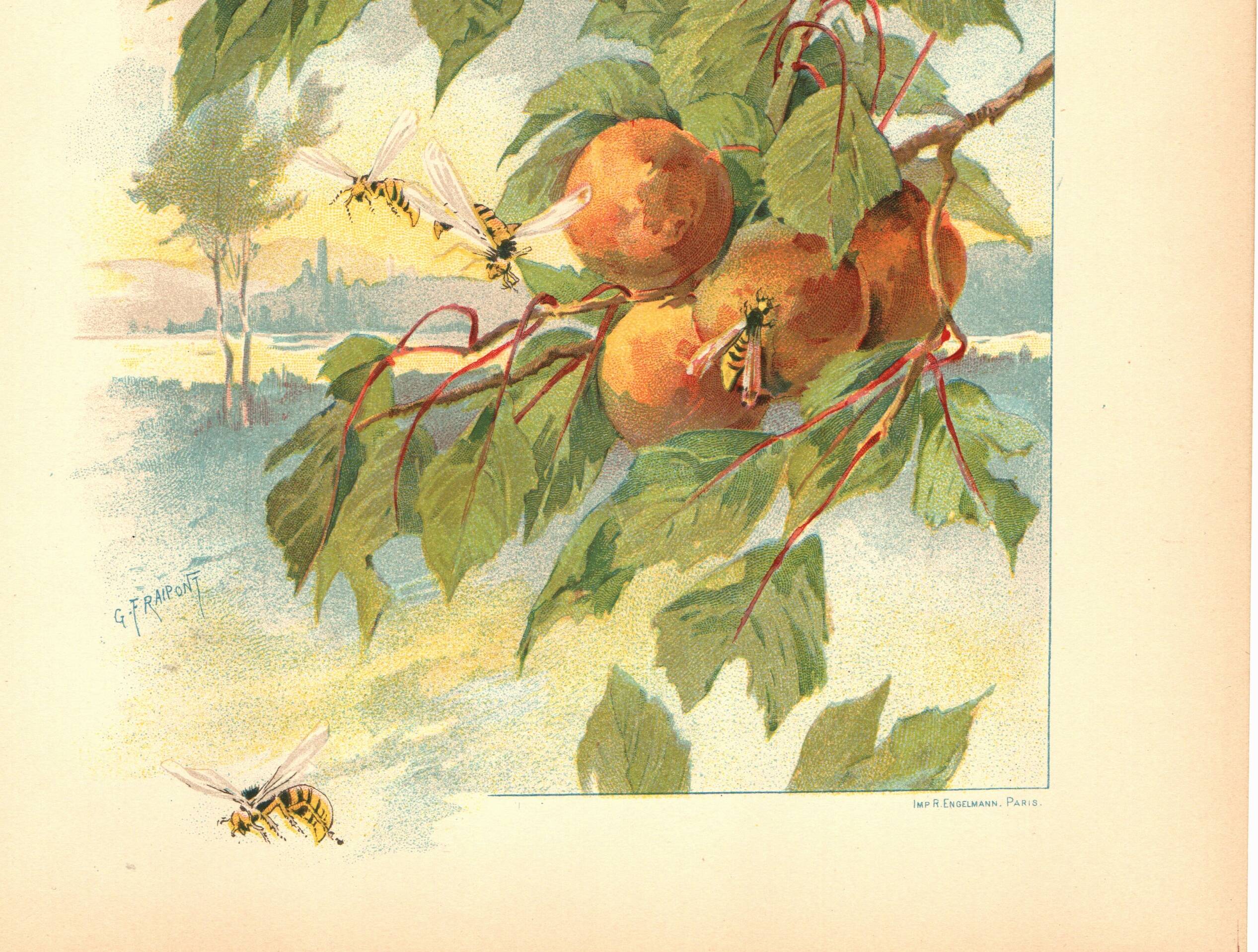 Art Nouveau Engraving 1896 - Peaches and Wasps by Fraipont. Botanical plate.