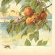 Gravure Art nouveau 1896 - Pêches et guêpes par Fraipont. planche botanique