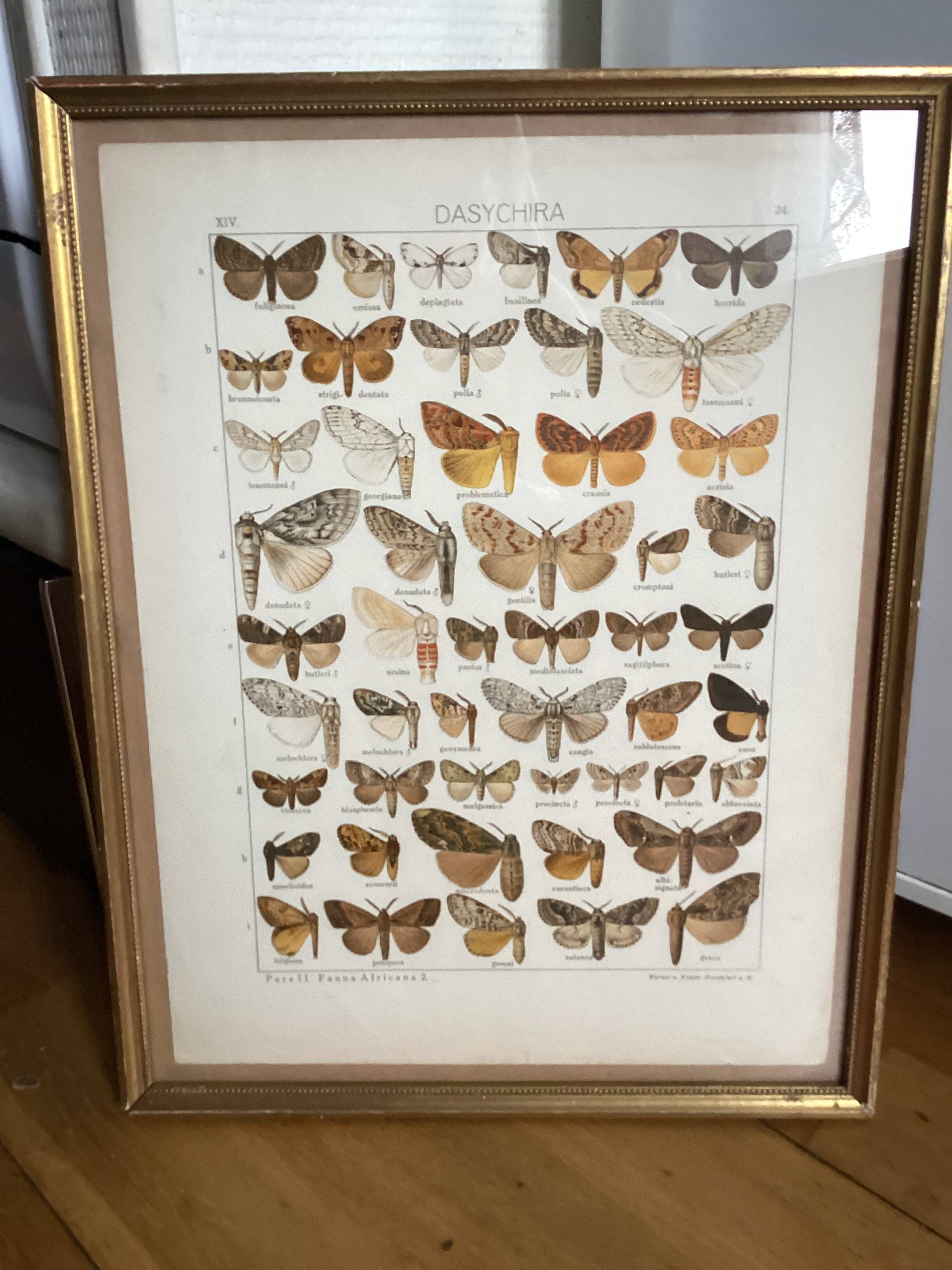 Antique color lithograph of butterflies; dimensions: height - 36.5 cm