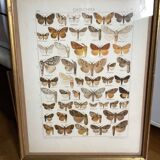Antique color lithograph of butterflies; dimensions: height - 36.5 cm