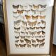Antique color lithograph of butterflies; dimensions: height - 36.5 cm
