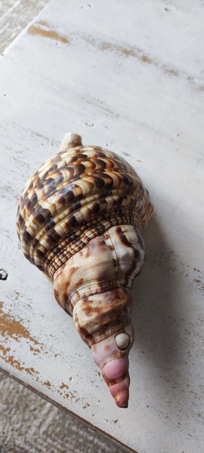 Shell decoration