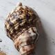 Shell decoration